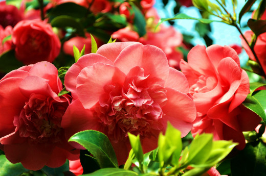 1068376 (a): :2560x1695